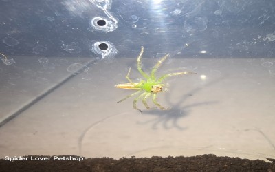 Epeus Jumping Spider